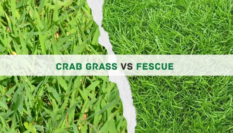 Crab grass vs Fescue