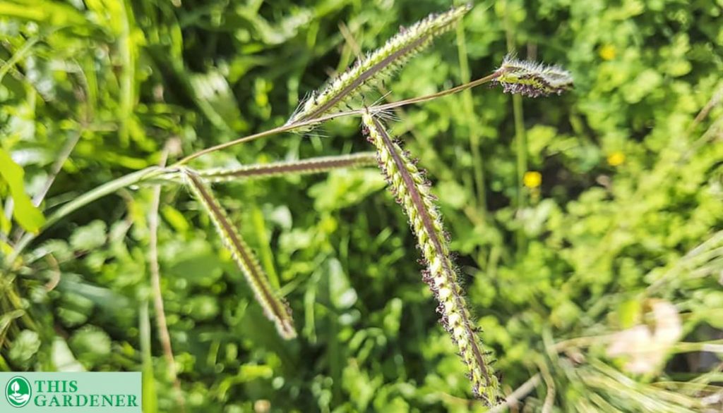 Dallisgrass