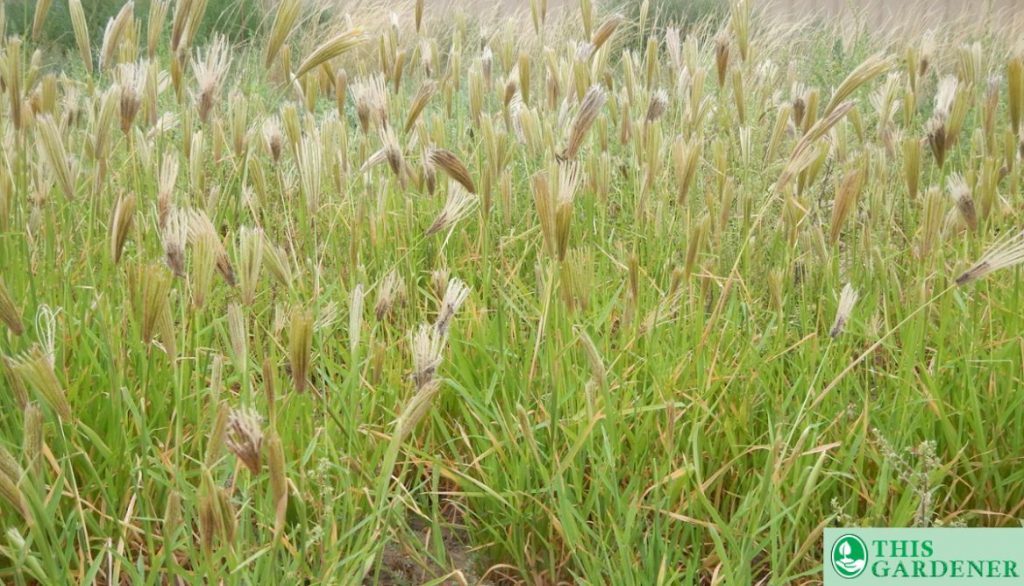 Feather Finger Grass