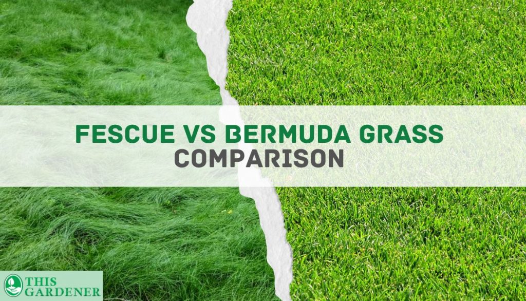 Fescue vs Bermuda grass comparison