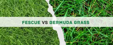 Fescue vs Bermuda grass comparison