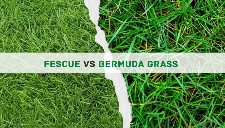 Fescue vs Bermuda grass comparison