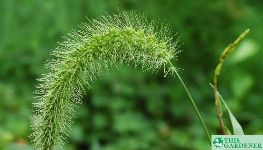 Giant Foxtail. Grass Looks Like Wheat