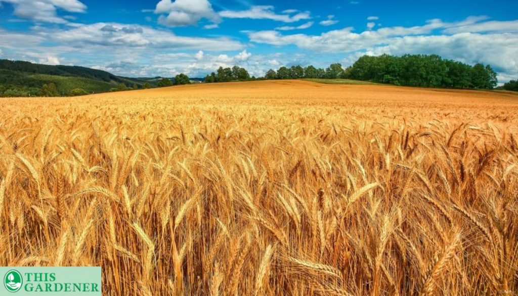 Grass Looks Like Wheat