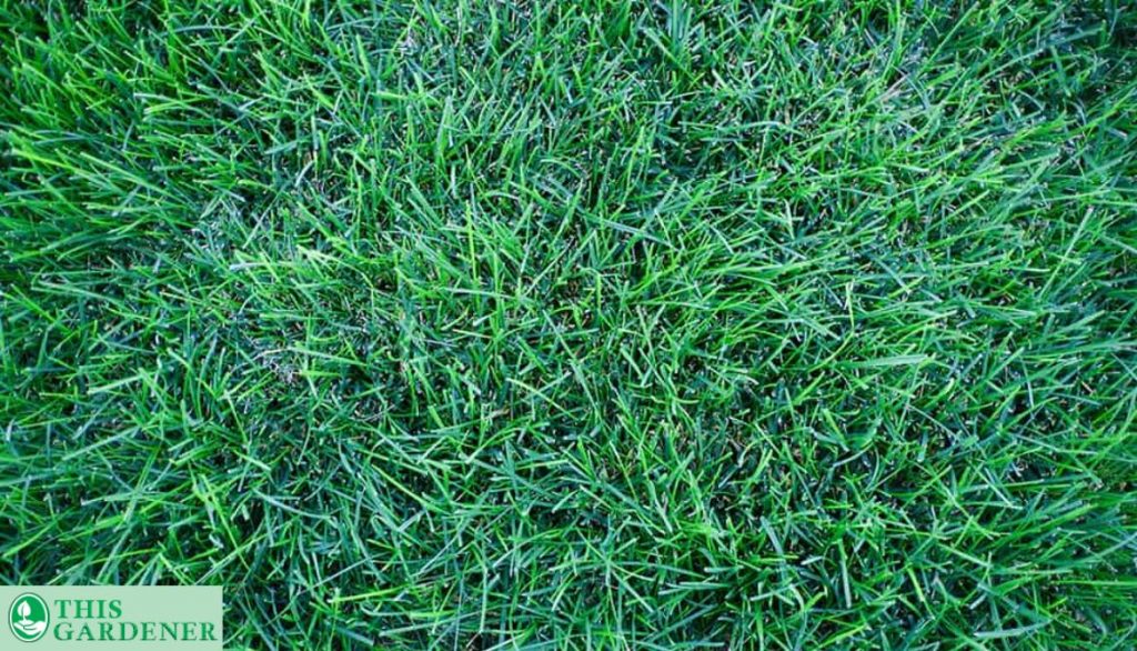 Kentucky Bluegrass