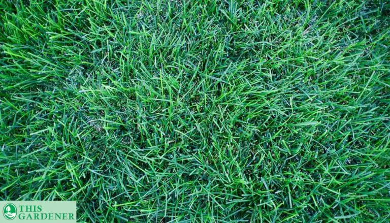 Kentucky Bluegrass Vs Perennial Ryegrass: 10 Differences