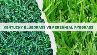 Kentucky Bluegrass Vs Perennial Ryegrass: 10 Differences