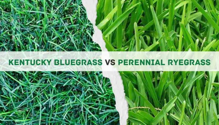 Kentucky Bluegrass vs Perennial Ryegrass