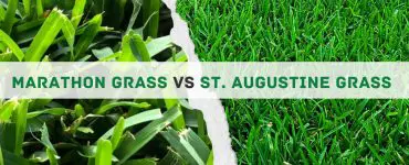 Marathon Grass vs St Augustine Comparison