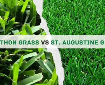 Marathon Grass vs St Augustine Comparison
