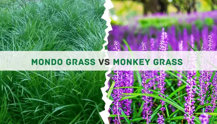 Mondo grass vs Monkey grass