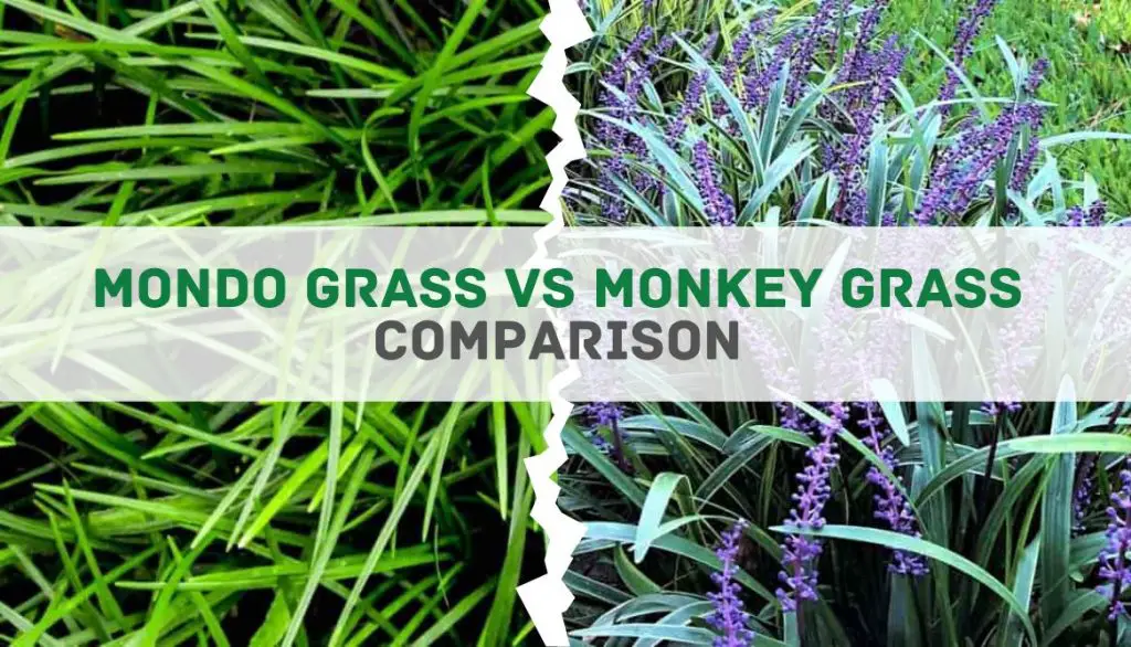 Mondo grass vs Monkey grass Comparison