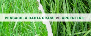 Pensacola Bahia Grass vs Argentine Grass