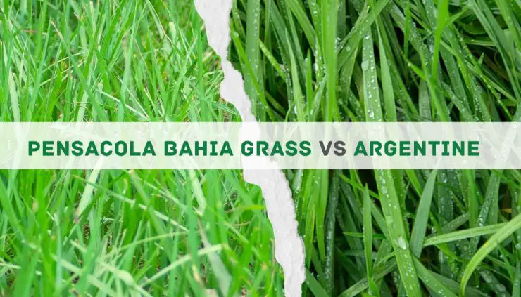 Pensacola Bahia Grass vs Argentine Grass