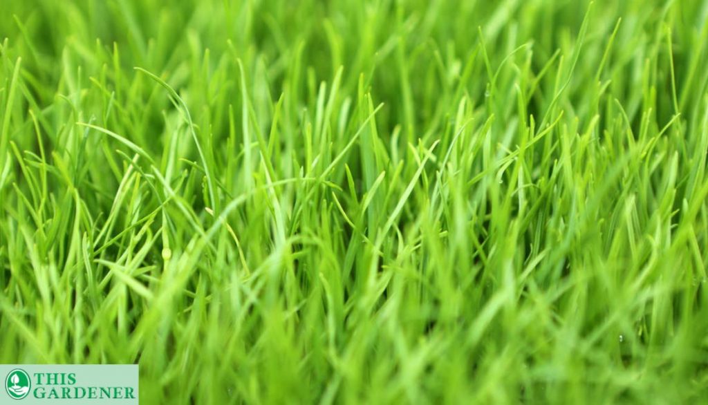 Perennial Ryegrass