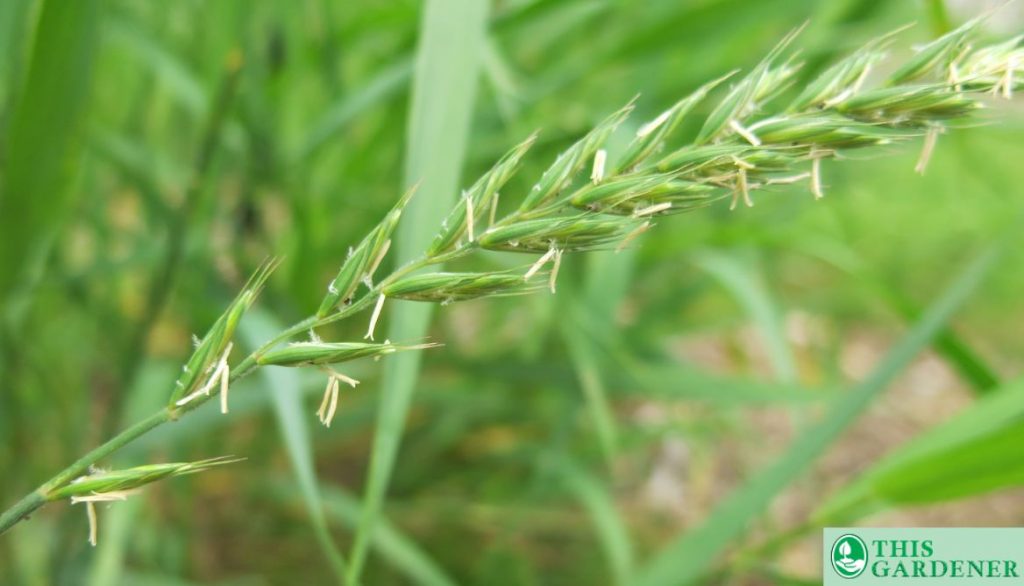 Quack Grass. Grass Looks Like Wheat