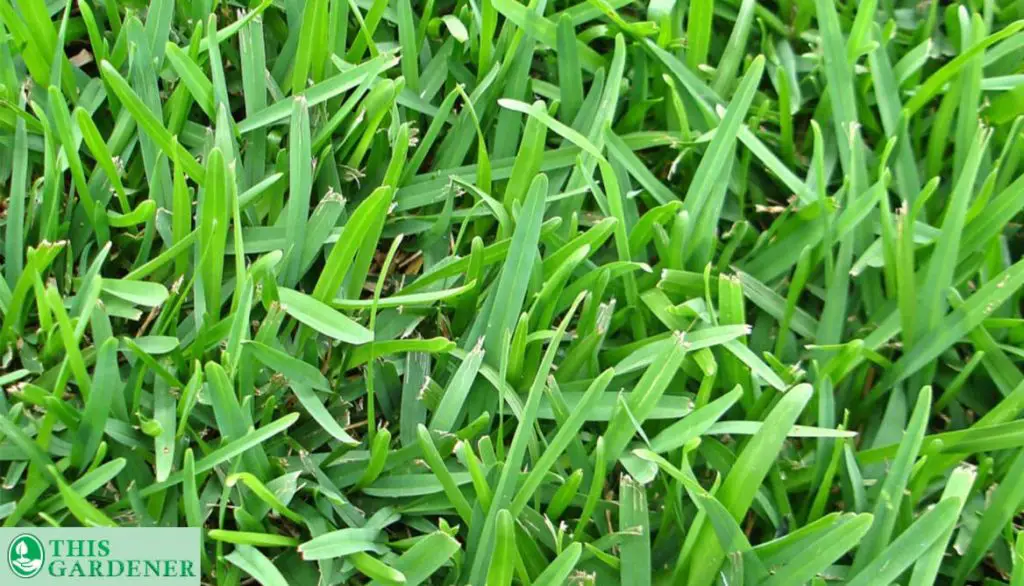 St-Augustine-grass
