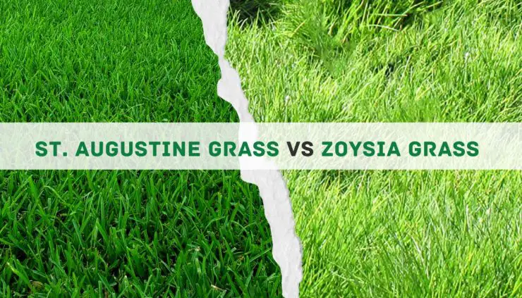 St Augustine vs Zoysia grass