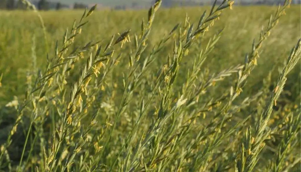 Western Wheat Grass
