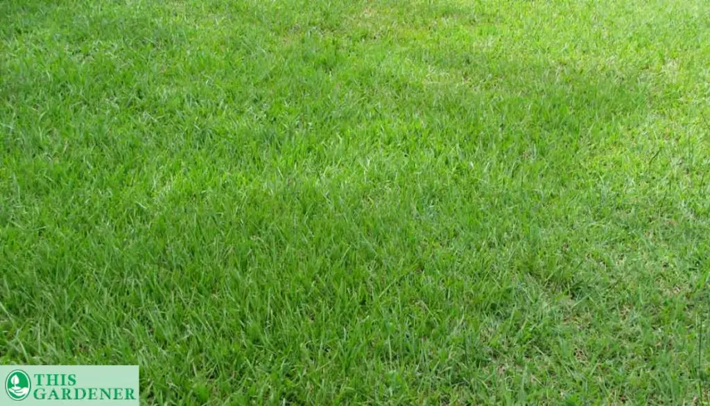 What is Argentine grass