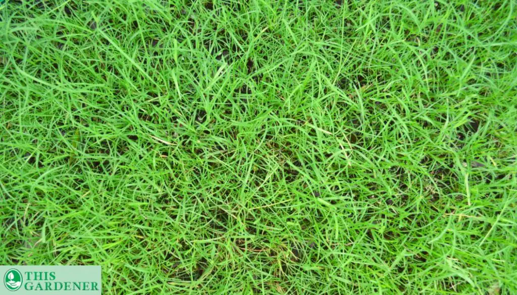 What-is-Bermuda. Fescue vs Bermuda grass
