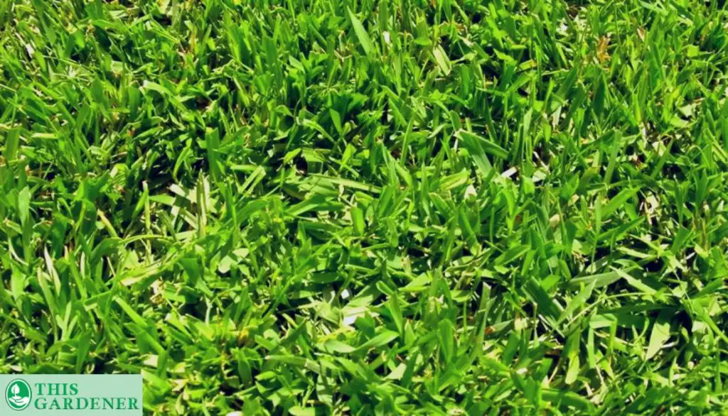 What is Marathon grass. Marathon grass vs st augustine