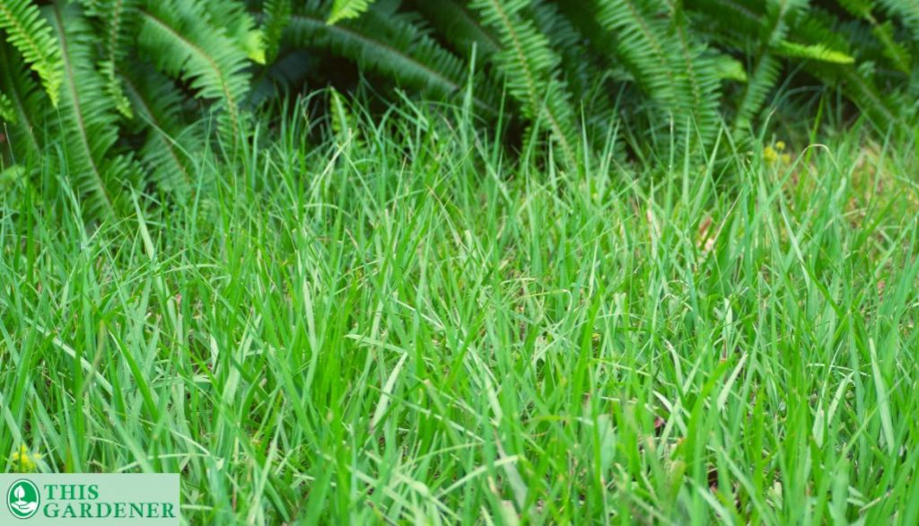 What is Pensacola Bahia grass