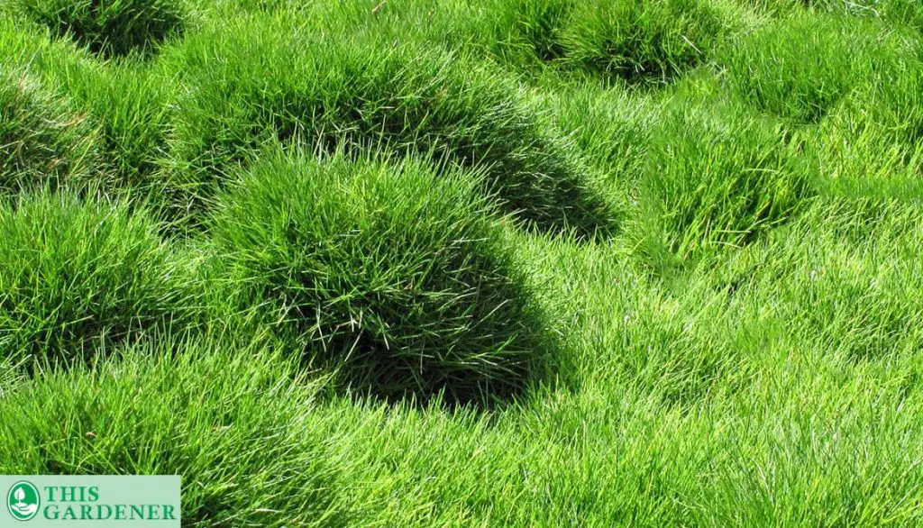 What is Zoysia grass