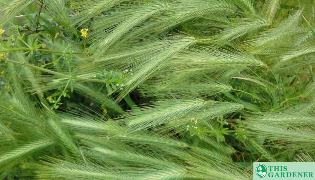 Wild Barley. Grass Looks Like Wheat