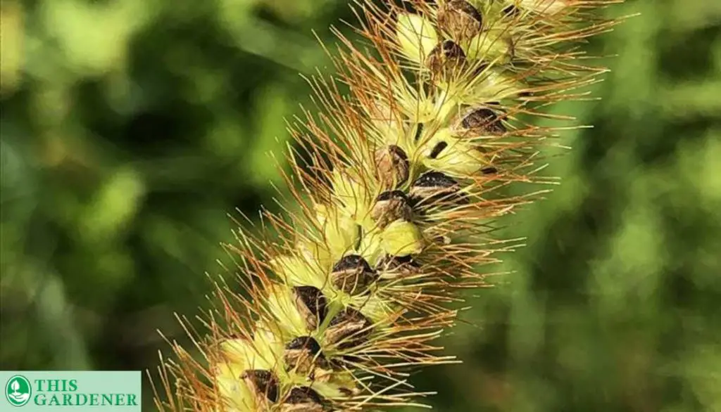 Yellow foxtail Grass
