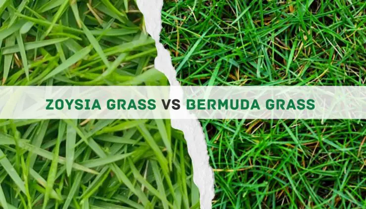 Zoysia Grass vs Bermuda