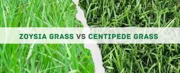 Zoysia Grass vs Centipede