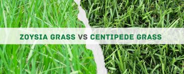 Zoysia Grass vs Centipede