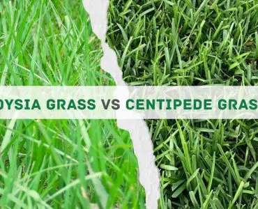 Zoysia Grass vs Centipede