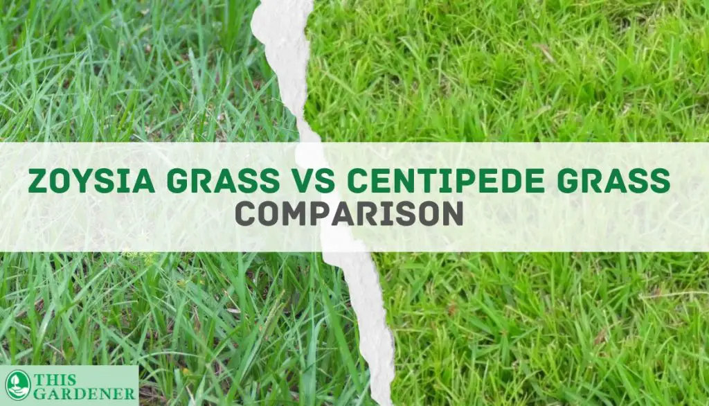 Zoysia Grass vs Centipede. Comparison