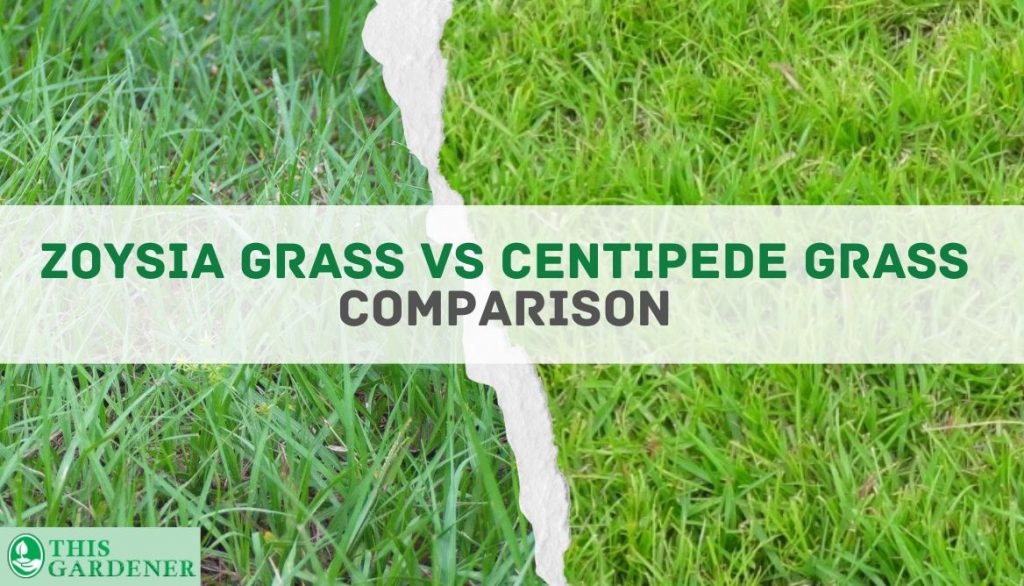 Zoysia Grass vs Centipede. Comparison