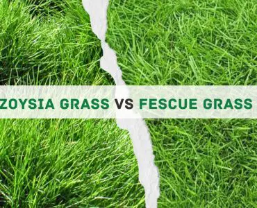 Zoysia grass vs Fescue grass