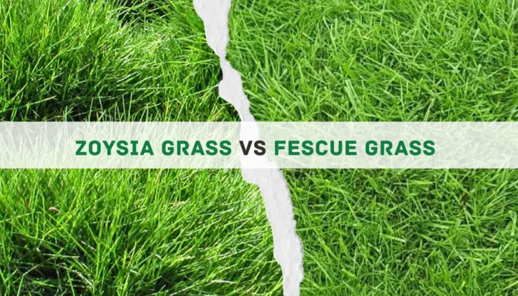 Zoysia grass vs Fescue grass