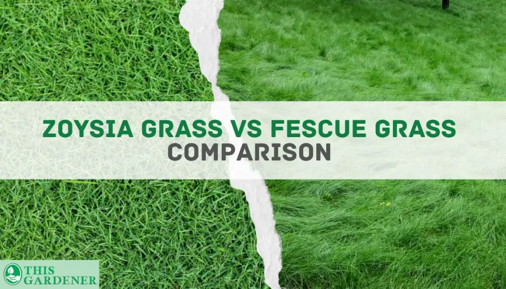 Zoysia grass vs Fescue grass Comparison