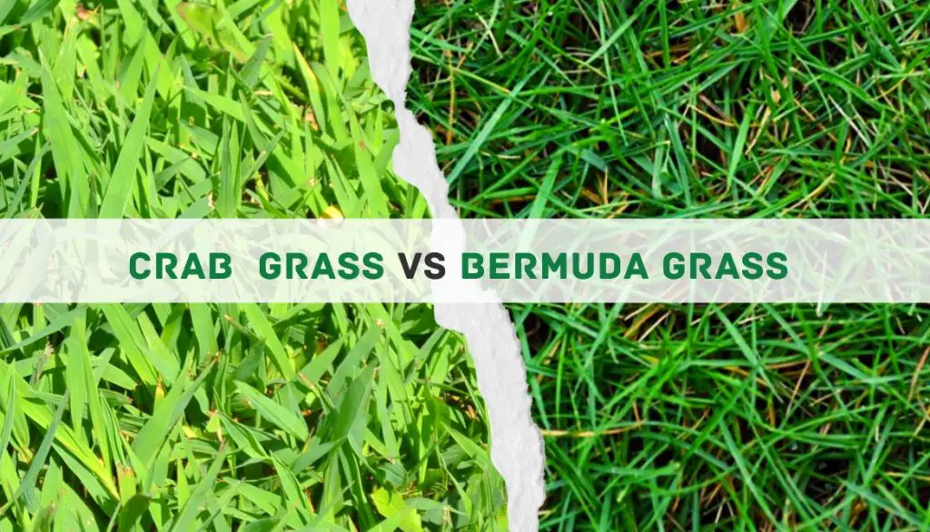 Crab Grass Vs Bermuda Grass: 10 Key Differences And The Winner!