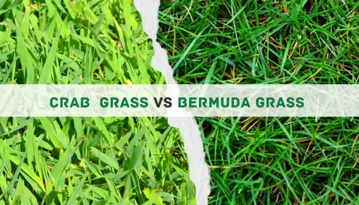 Crab grass vs bermuda grass