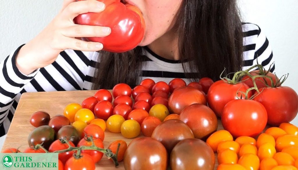 Is It Safe To Eat the Black Seeds Inside Tomatoes