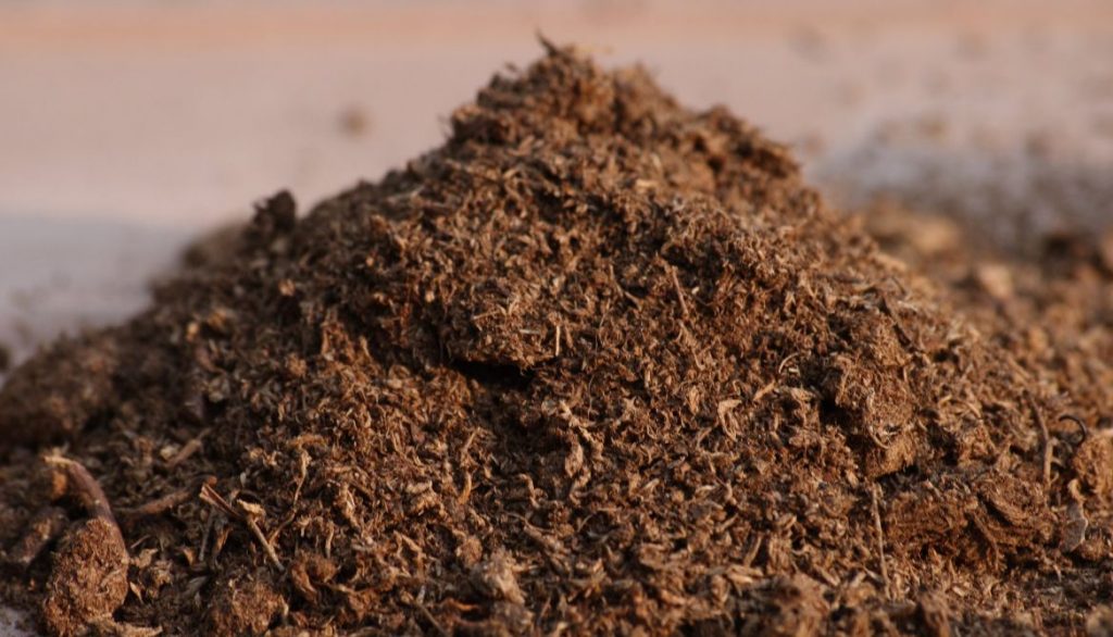 Peat Moss