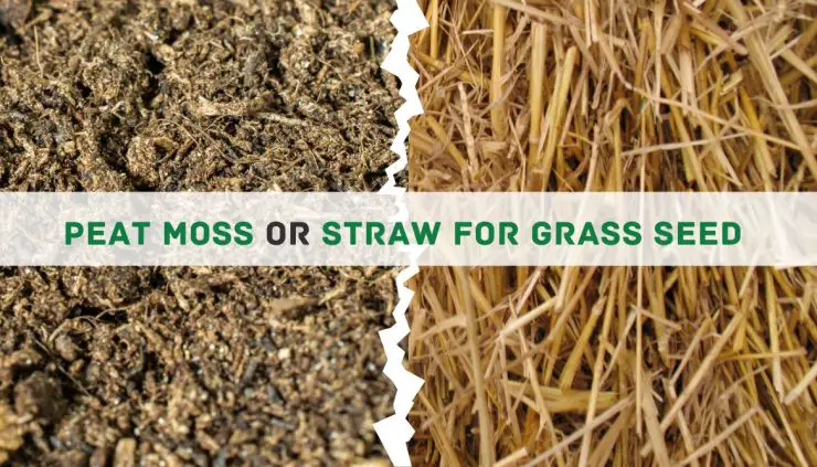 Peat moss or straw for grass seed