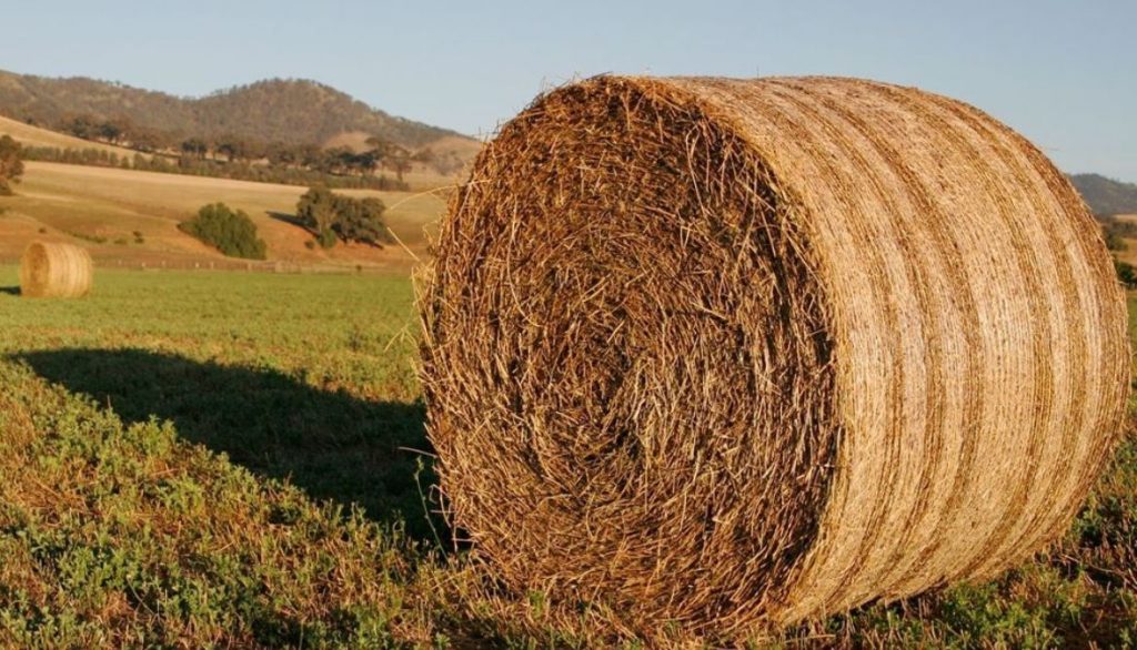 Pros of Using Straw for Covering Grass Seed