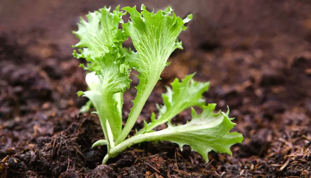 3 Common Mistakes To Avoid While Growing Lettuce