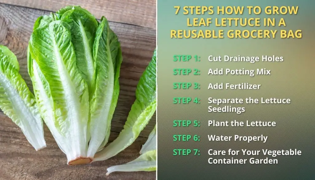 7 Steps How To Grow Leaf Lettuce In A Reusable Grocery Bag