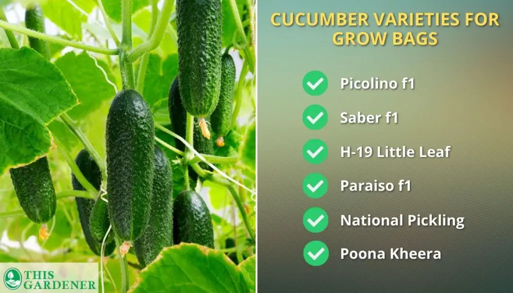 Best Cucumber Varieties For Grow Bags