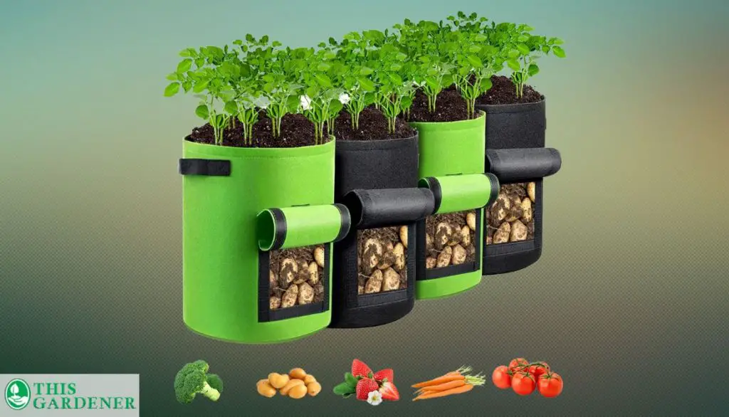 Best Grow Bags for Sweet Potatoes GORDITA Grow Bags 4 Pack 10 Gallon