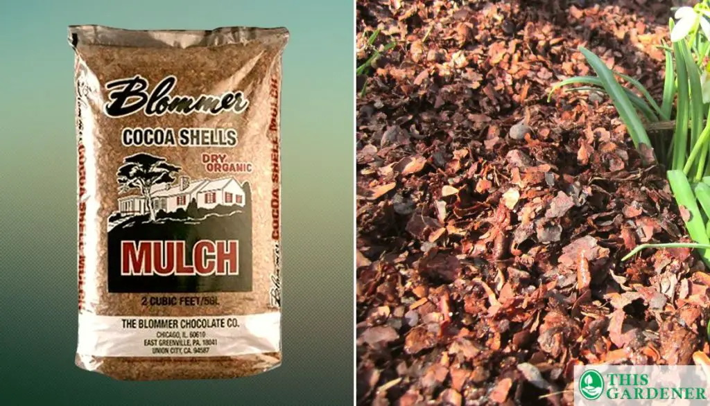 Best Mulch for Grow Bags Blommer Cocoa Shell Mulch